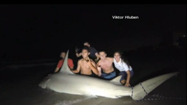 Video: Jóvenes atrapan tiburón de 14 pies