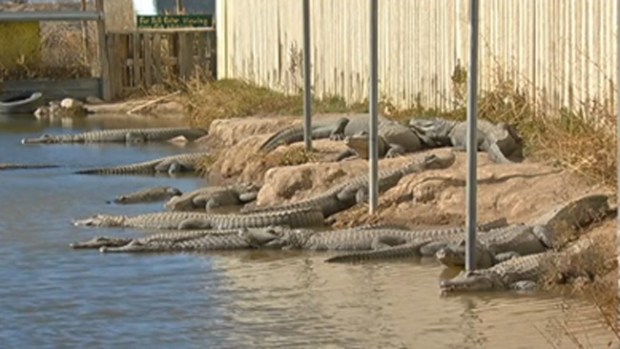 Video: Hombre alimenta reptiles en un pantano