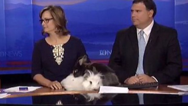 Video: Conejitos tienen sexo en pleno noticiero