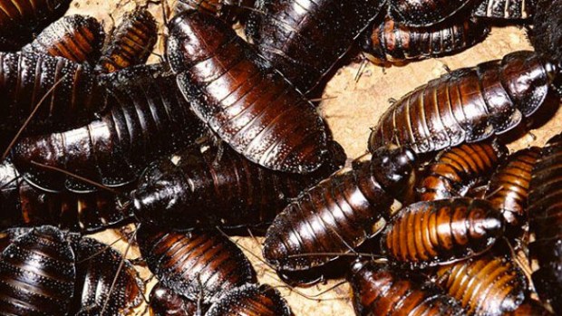 Video: ¡Ganan millones con las cucarachas!