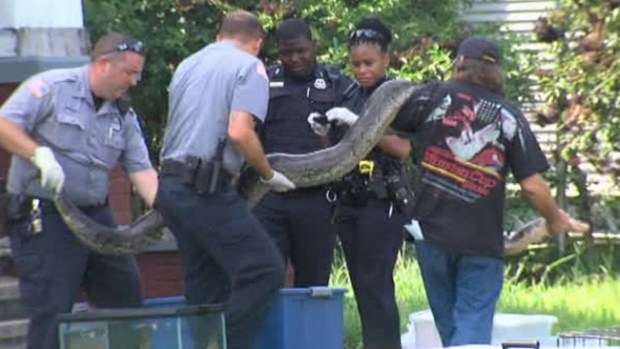 Video: Confiscan gigantescos reptiles en Texas