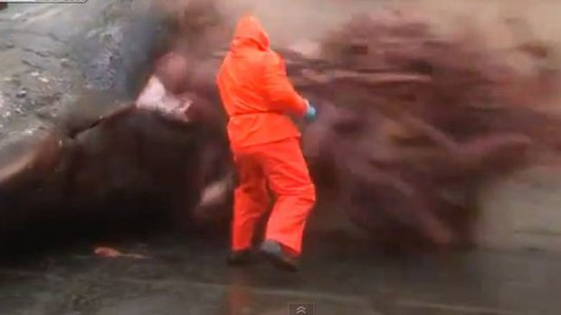 Video: Impacto: explota estómago de cachalote
