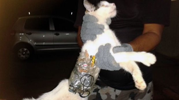 Video: Atrapan a "gato contrabandista"
