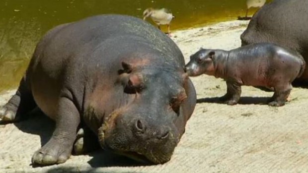 Video: Escoge el nombre de este tierno bebé