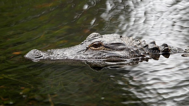 Video: Florida: Capturan un enorme caimán
