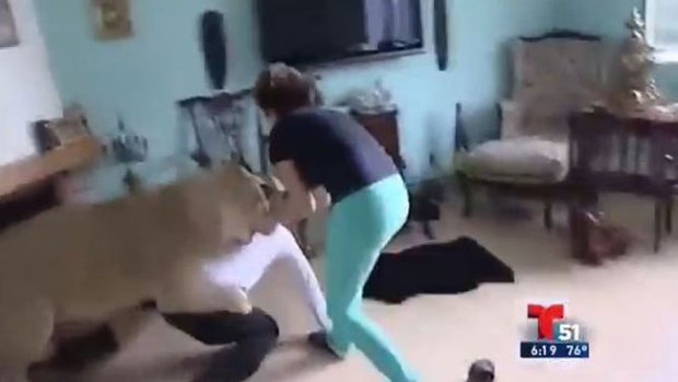 Video: Impacto: feroz leona le clava las garras