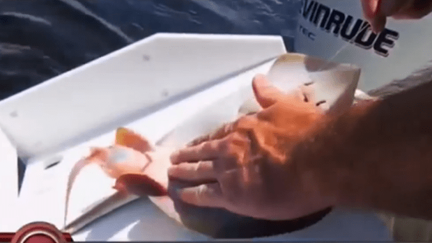 Video: Pescador ayuda mantarraya dar a luz