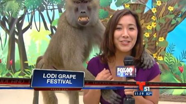 Video: Mono grosero agarra seno de reportera