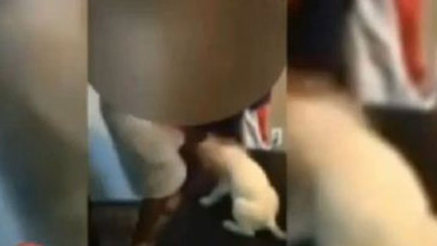 Video: Cargos por patear a cachorro y reírse