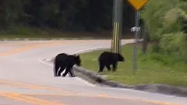 Video: Botaba la basura y se le abalanzó un oso
