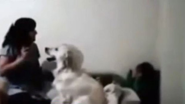 Video: Perro evita chancletazo de madre a hijo