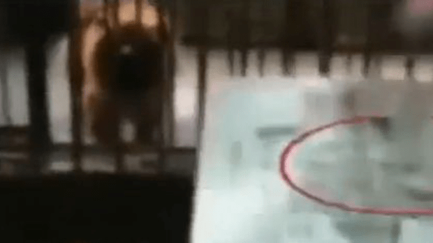 Video: Los leones que ladran en vez de rugir
