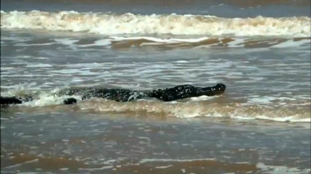 Caimán aterroriza a bañistas en playa de Texas