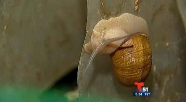 Video: Gran negocio de ceviche de caracol