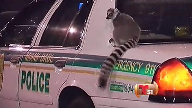 Lémure ataca a una niña en Miami
