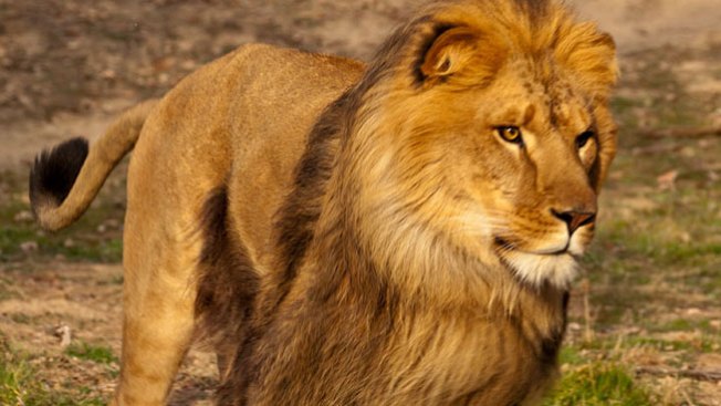 León mata a una mujer de 24 años