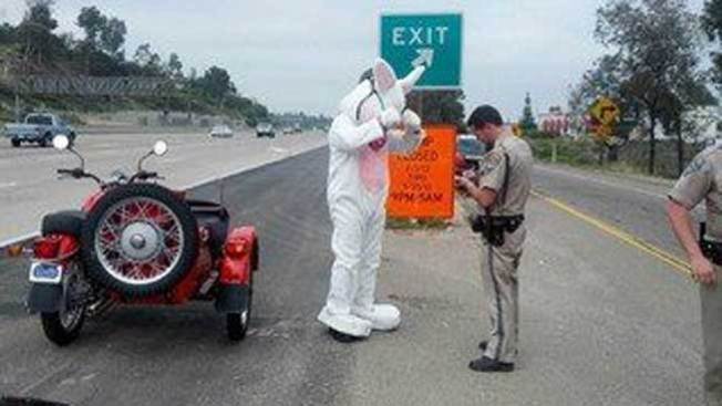 Policía da un alto al conejo de Pascua