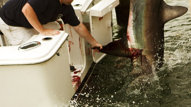 100 millones de tiburones mueren al año