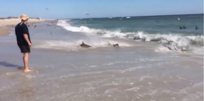 Video: Tiburones se dan festín en plena orilla